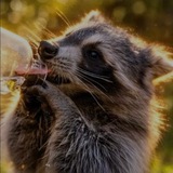Telegram profile photo for pepperracoon