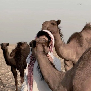 Telegram profile photo for ♯̶⃪⃪صـواديف العـٓ͢ۦـمـر،🩶𐙚₎⇣