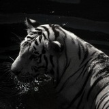 Telegram profile photo for ЗАКРЫТ Reflection