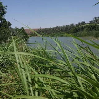 Telegram profile photo for Sharifa Al-Qarni