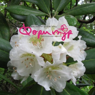 Telegram profile photo for «ФориТур Приморье»