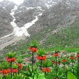 Telegram profile photo for شاهوی اورامان