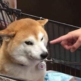 Telegram profile photo for Сборник Олега