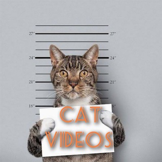 Telegram profile photo for Cat Videos π