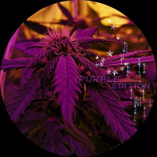 Telegram profile photo for PurpleEdition |Backup|