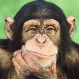 Telegram profile photo for Сторонний наблюдатель