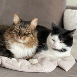 Telegram profile photo for Friends & Cats 🐈