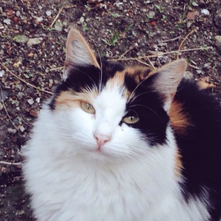 Telegram profile photo for уличные котики | street cats