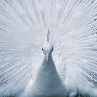 Telegram group profile photo for Urea 46 | Карбамид