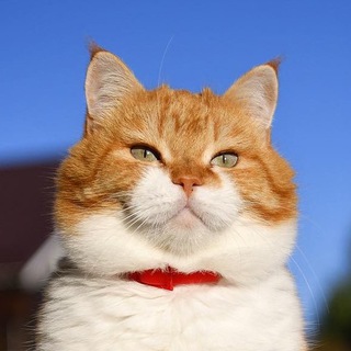 Telegram profile photo for Cute_ginger_cat
