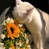 Telegram profile photo for 𝑯𝒊𝒌𝒂𝒓𝒊'𝒔 𝒎𝒊𝒏𝒅🌻