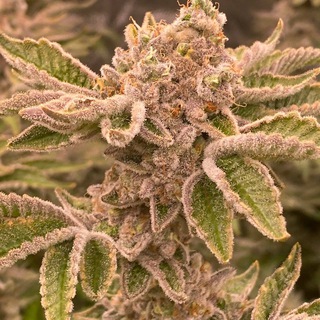 Telegram profile photo for Strain’s History