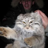 Telegram profile photo for ФОМА