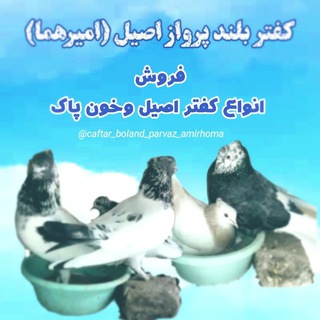 Telegram profile photo for فروش کفتر(امیرهما)