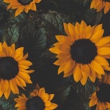 Telegram profile photo for ‹ ɴᴏᴛʜɪɴɢ ،|🦋🌻