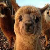 Telegram profile photo for Дневник Грача