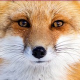 Telegram profile photo for Anschi's Einblick 🦊
