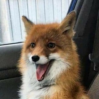 Telegram profile photo for Смешные лисы