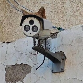 Telegram profile photo for Зелёная лошадь и точка #укрватсапп