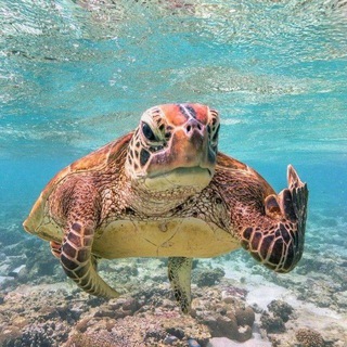 Telegram profile photo for turtles, черепашья братва