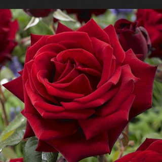 Telegram profile photo for تسجيلات د. فتحية