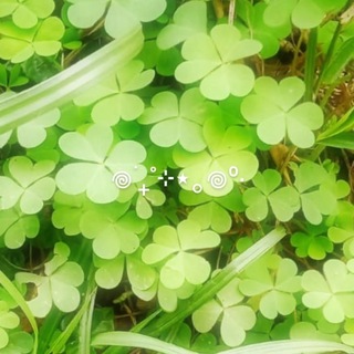 Telegram profile photo for ℳⅈℓƙℽ Ꮤɑℽ ໒꒱ ‧₊˚