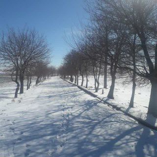 Telegram profile photo for بقا بذر اصیل و نژاد بومی