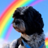 Telegram profile photo for Привет, я Марли