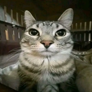 Telegram profile photo for Что у вас здесь происходит!?