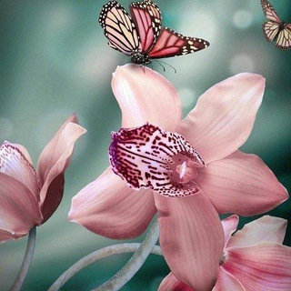 Telegram group profile photo for Цветочки: об орхидеях и не только🌺