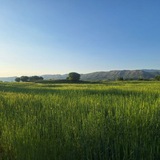Telegram profile photo for پایگاه خبری تحلیلی شفق