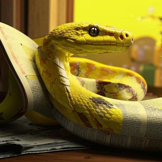 Telegram profile photo for Жёлтая🐍 гадюка