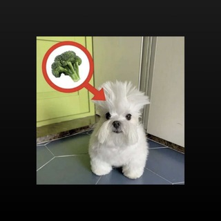 Telegram profile photo for broccol! everyday