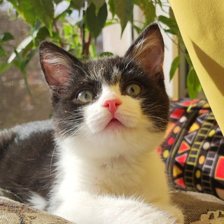 Telegram profile photo for Мурчание Котят