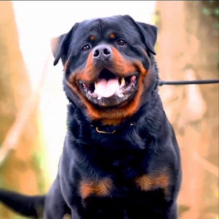 Telegram profile photo for Alpha BREEDERS 🐶