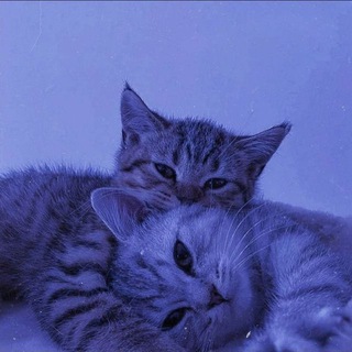 Telegram profile photo for ๐ฉ๐ถ๐ฅ๐๐ฆ โ ๐๐ฎ๐ฃ