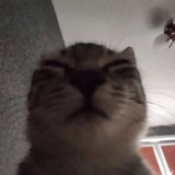 Telegram profile photo for Sosik The Cat