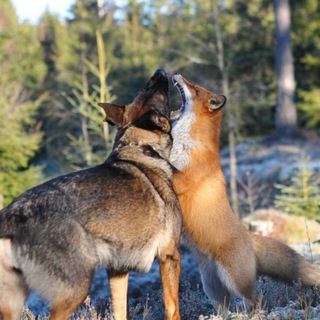 Telegram profile photo for Тhese funny animals...