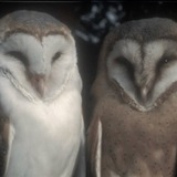Telegram profile photo for кишка инфо