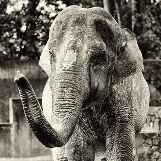 Telegram profile photo for The world’s loneliest elephant $HANAKO CTO channel