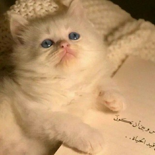 Telegram profile photo for 🥀🤓إبتسامه مشرقه🥀🤓