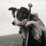 Telegram profile photo for Филолог лает — технари идут