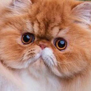 Telegram profile photo for СТАРШИЙ СТОЛА