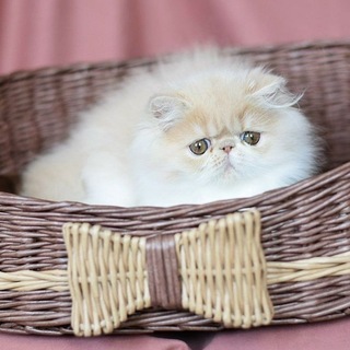 Telegram profile photo for рест Пожиратель галактики