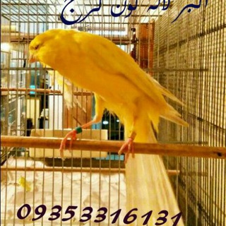 Telegram profile photo for کانال تخصصی قناری ایران
