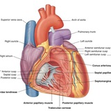 Telegram profile photo for الدورة المجانية للأحياء 25
