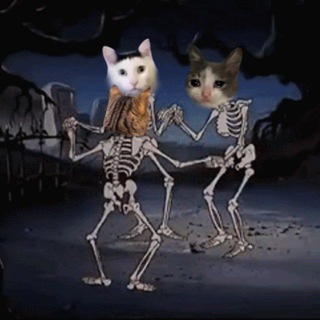 Telegram profile photo for Пляска мэмов