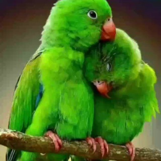 Telegram profile photo for جامعه و خانواده