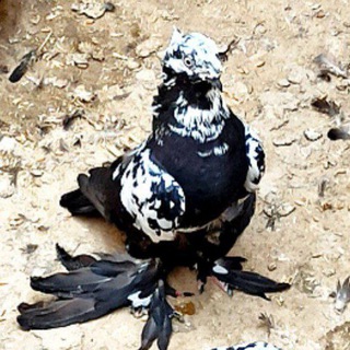 Telegram profile photo for QuShLaR