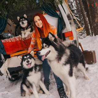 Telegram profile photo for Маламуты *Жемчужина севера*